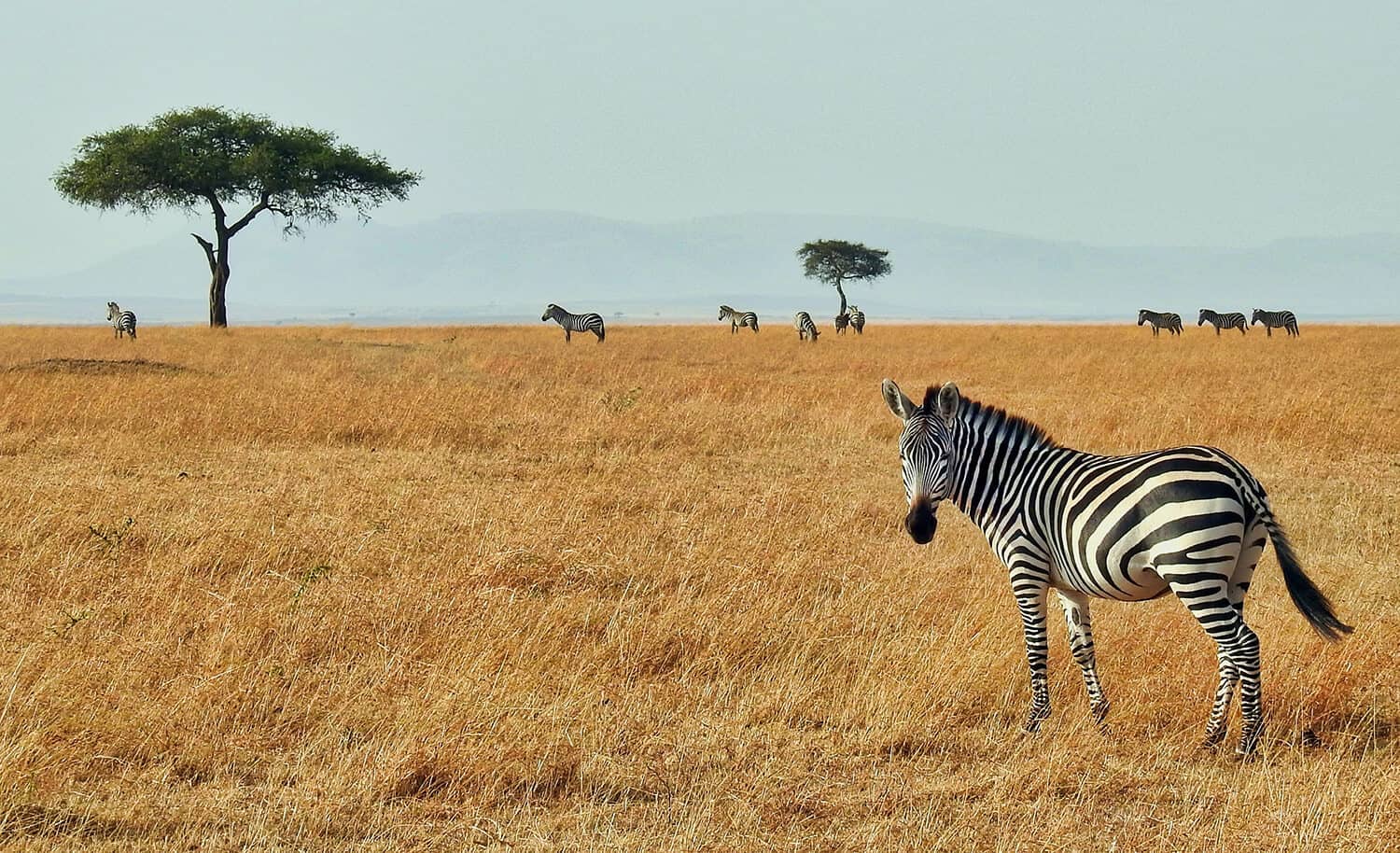 Afrika Reisen mit online Reisebüro webook