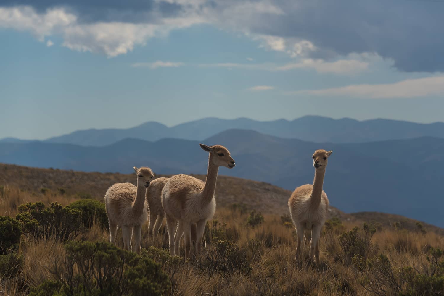 Argentinien Reisetipps online Reisebüro webook.ch